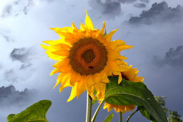 Similar image 1138086