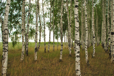 Similar image 1138087