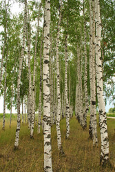 Similar image 1138088