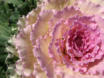 Similar image 1138090