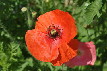 Similar image 1138346