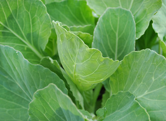 Similar image 1138411