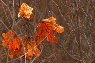 Similar image 1138867