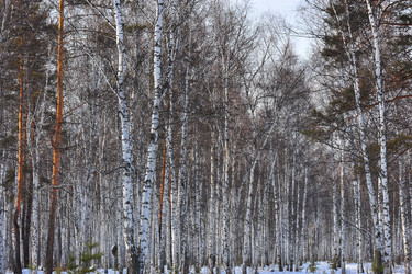 Similar image 1139112