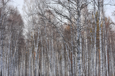 Similar image 1139115