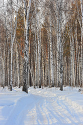 Similar image 1139116