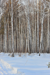 Similar image 1139117