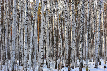 Similar image 1139119