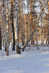 Similar image 1139126