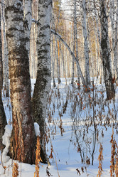 Similar image 1139128