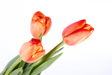 Similar image 1139501