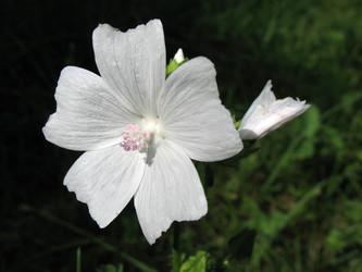 Similar image 1140214