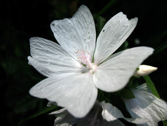 Similar image 1140215