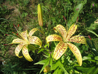 Similar image 1140625