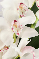 Similar image 1142262