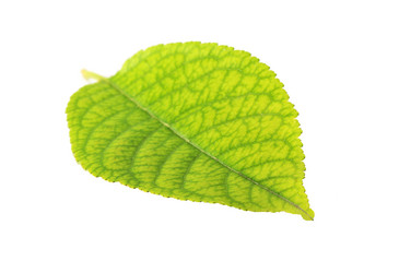 Similar image 1142265