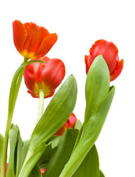 Similar image 1142544