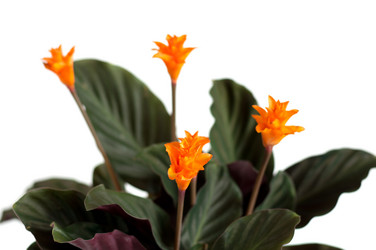 Similar image 1142582