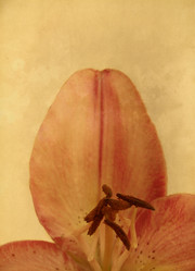 Similar image 1143041