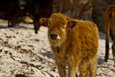 Similar image 1143275