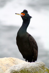 Similar image 1143844