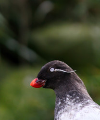 Similar image 1143850