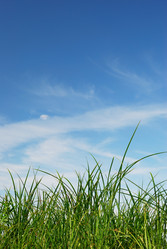 Similar image 1145306