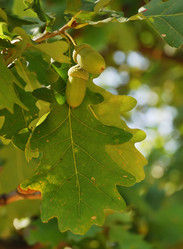 Similar image 1145307