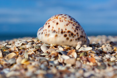 Similar image 1146000