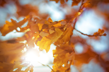 Similar image 1146004