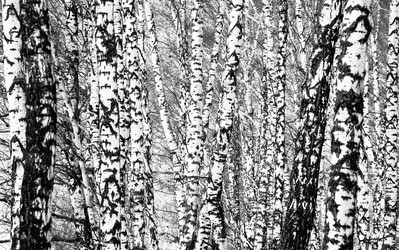 Similar image 1146017