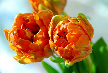 Similar image 1146142