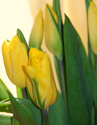 Similar image 1146144