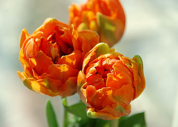 Similar image 1146145