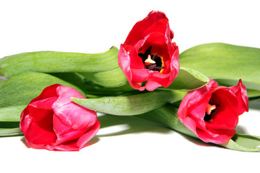 Similar image 1146212