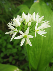 Similar image 1146283