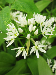 Similar image 1146297