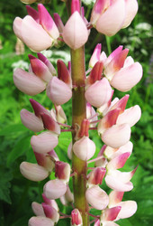 Similar image 1146356