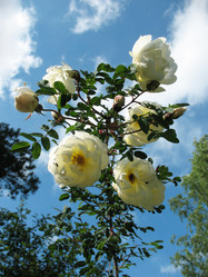 Similar image 1146403