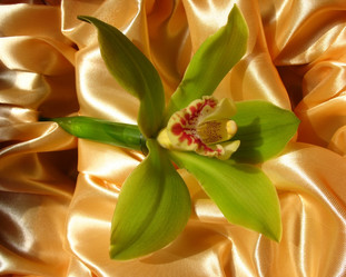 Similar image 1146439