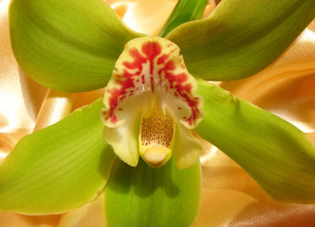 Similar image 1146440