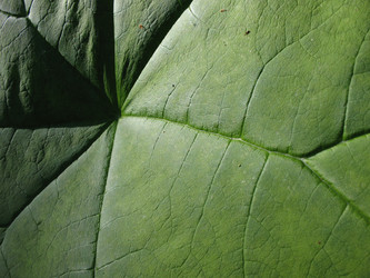 Similar image 1146441