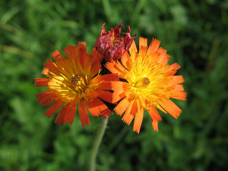 Similar image 1146708