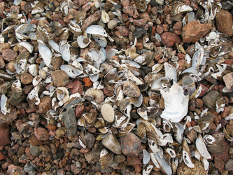 Similar image 1146726