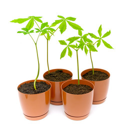 Similar image 1146868