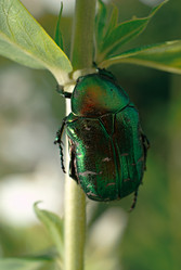 Similar image 1147206