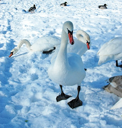 Similar image 1147684