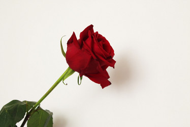 Similar image 1147870