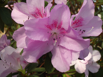 Similar image 1148207