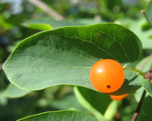 Similar image 1149276